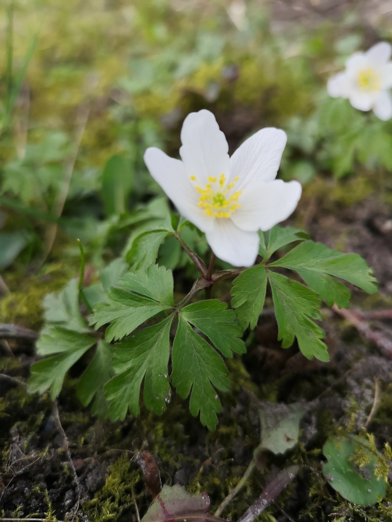 Anémona de Bosque (Anemonoides nemorosa) · Natusfera