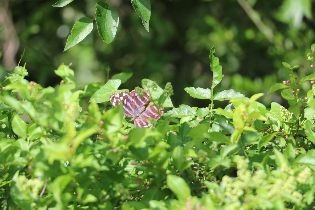 Mexican Bluewing from 3333 Butterfly Park, Mission, TX 78572 on October