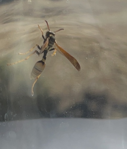 iNaturalist observation photo of Western Paper Wasp