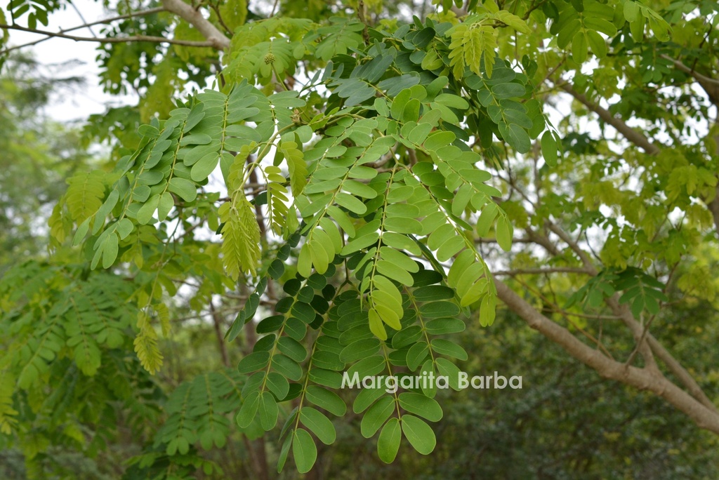 Lebec Tree lebbeck from Municipio de Victoria, Tamps., México on April 30, 2016 at ...