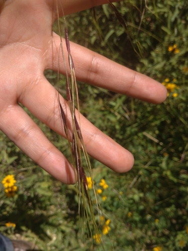 Nassella arcuata