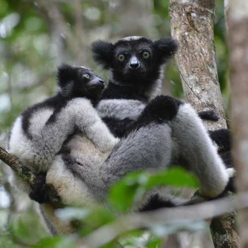 Indri