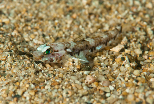 Cabillus tongarevae