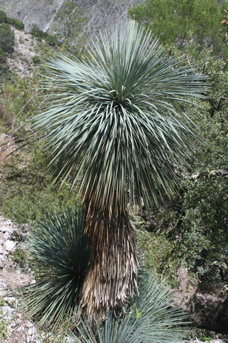 Yucca linearifolia · iNaturalist.org