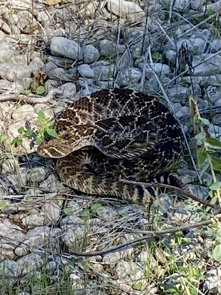 Austin Rattle Snakes Western Diamond-backed Rattlesnake from Barton Hills, Austin, TX, US on ...