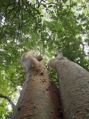 Bursera simaruba image