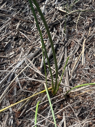 iNaturalist observation photo of clubrushes and giant bulrushes
