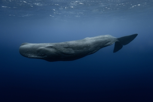 Sperm Whale