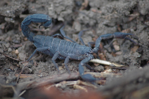 Mexican Scorpion