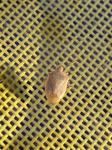 iNaturalist observation photo of Pentatominae