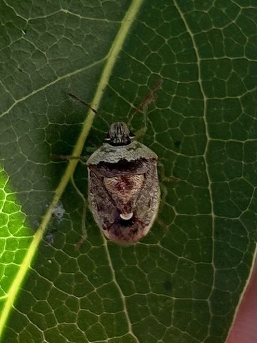 iNaturalist observation photo of Green Burgundy Stink Bug