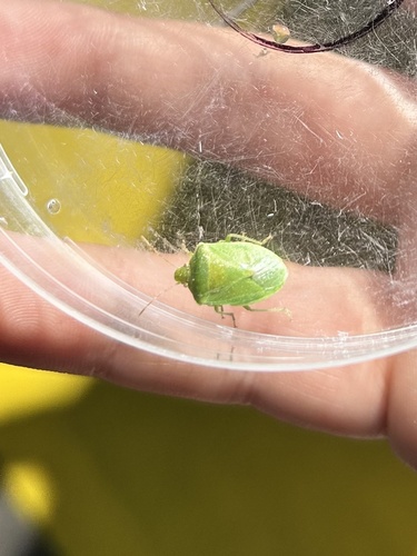 iNaturalist observation photo of Pentatominae