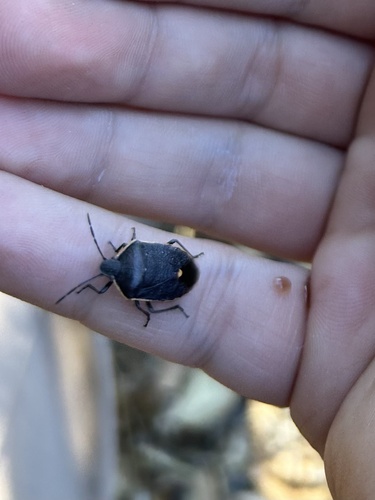 iNaturalist observation photo of Conchuela Bug