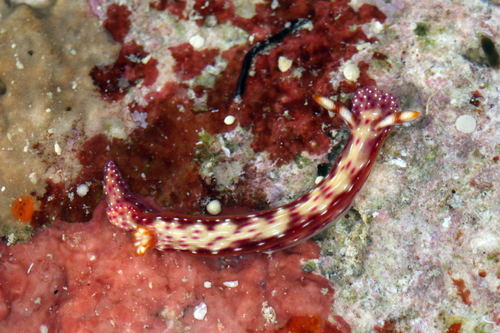 Spotted Hypselodoris