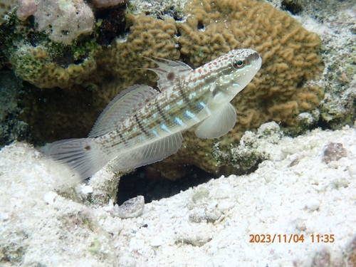 Amblygobius semicinctus