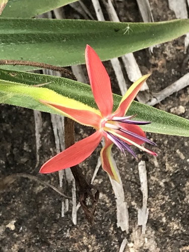 Barbacenia tomentosa