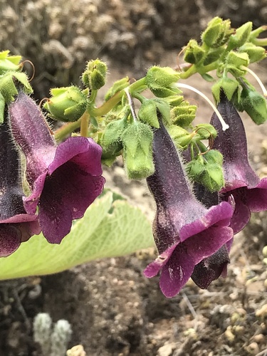 Sinningia aghensis