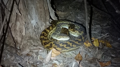 Australian Scrub Python sighting