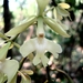 Epidendrum coronatum - Photo (c) Marcos Silveira, todos los derechos reservados, uploaded by Marcos Silveira