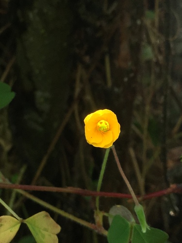 Oxalis stricta image