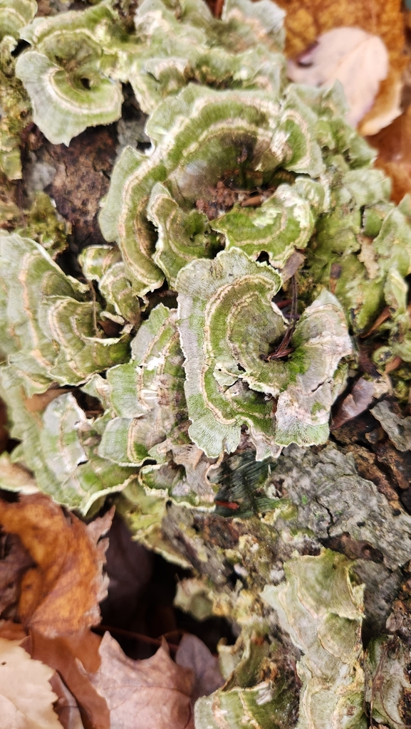 Purplepore Bracket from Northport, MI 49670, USA on November 4, 2023 at 1034 AM by Lyrics Van