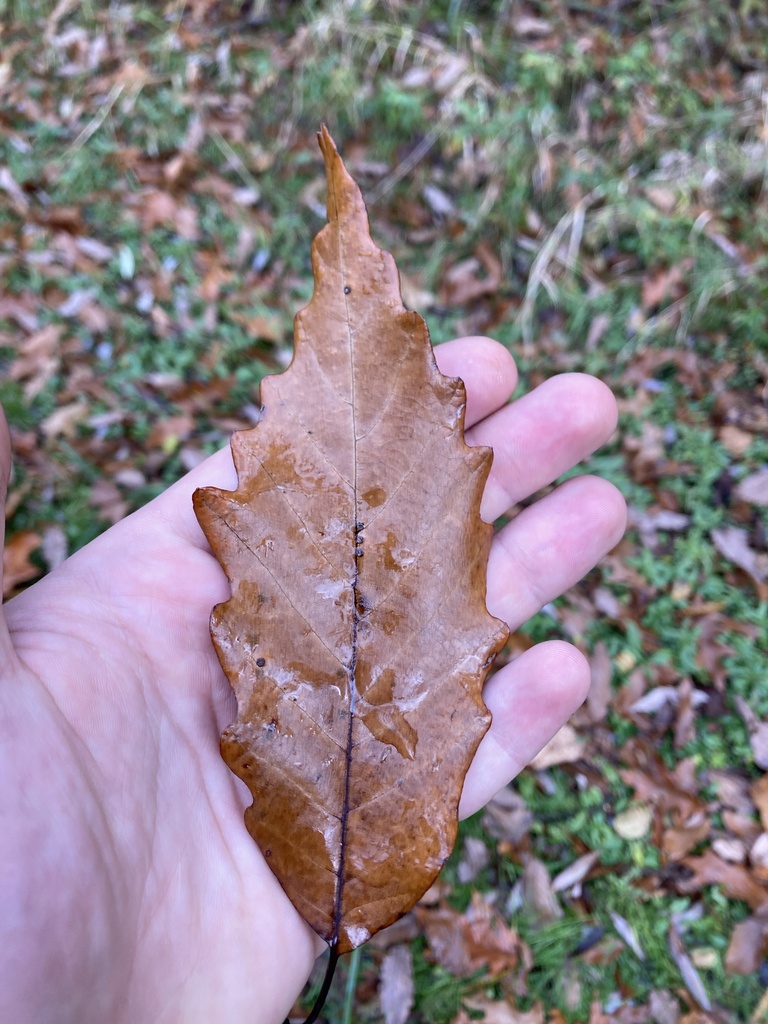 chinkapin oak from Howland Island, Port Byron, NY, US on November 5 ...