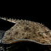 Thorny Skate - Photo (c) Halvard Aas Midtun, all rights reserved, uploaded by Halvard Aas Midtun