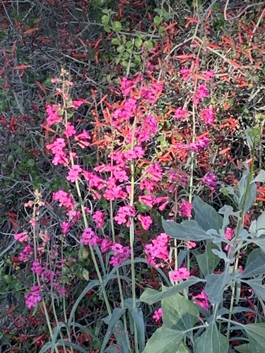 iNaturalist observation photo of beardtongues