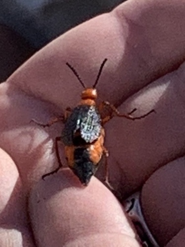 iNaturalist observation photo of Master Blister Beetle