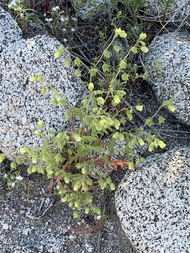 iNaturalist observation photo of whispering bells
