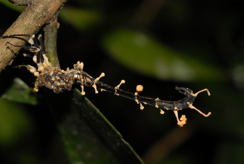 Ophiocordyceps odonatae