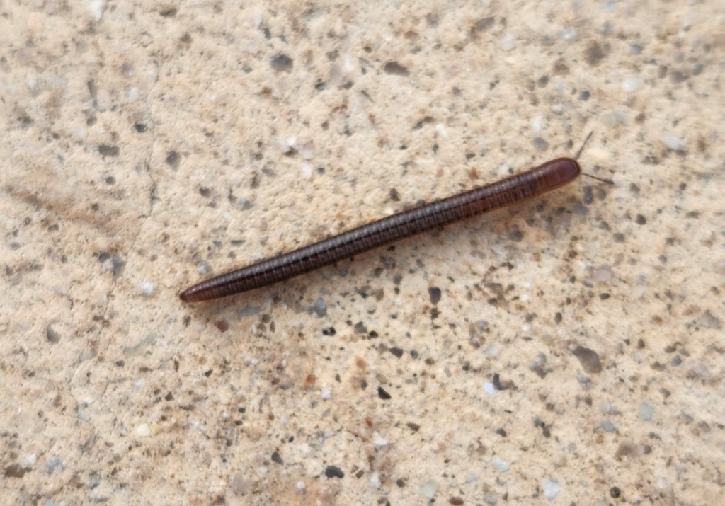 Eastern Crystal Millipedes from San Antonio, TX 78214, USA on November ...