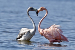 American Flamingo