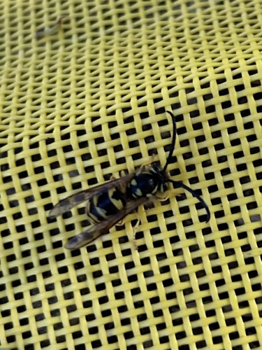 iNaturalist observation photo of Western Yellowjacket