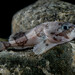 Polar Sculpin - Photo (c) Halvard Aas Midtun, all rights reserved, uploaded by Halvard Aas Midtun