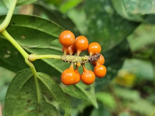 Piper guineense