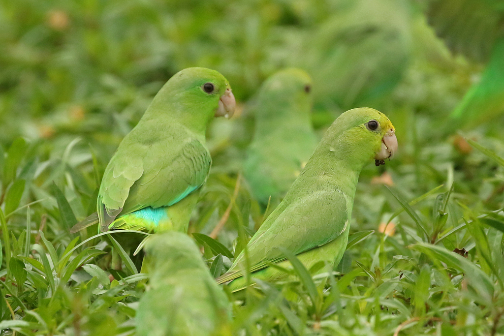 Turquoise-winged Parrotlet (Forpus spengeli) photo