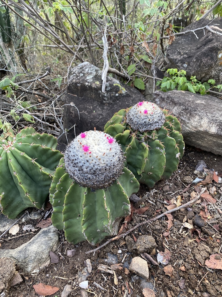 Melocactus andinus in November 2023 by Miguel A. Giraldo · iNaturalist