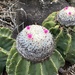 Melocactus schatzlii chicamochae - Photo (c) Miguel A. Giraldo, all rights reserved, uploaded by Miguel A. Giraldo