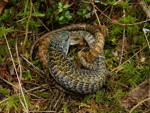 iNaturalist observation photo of Northern Alligator Lizard