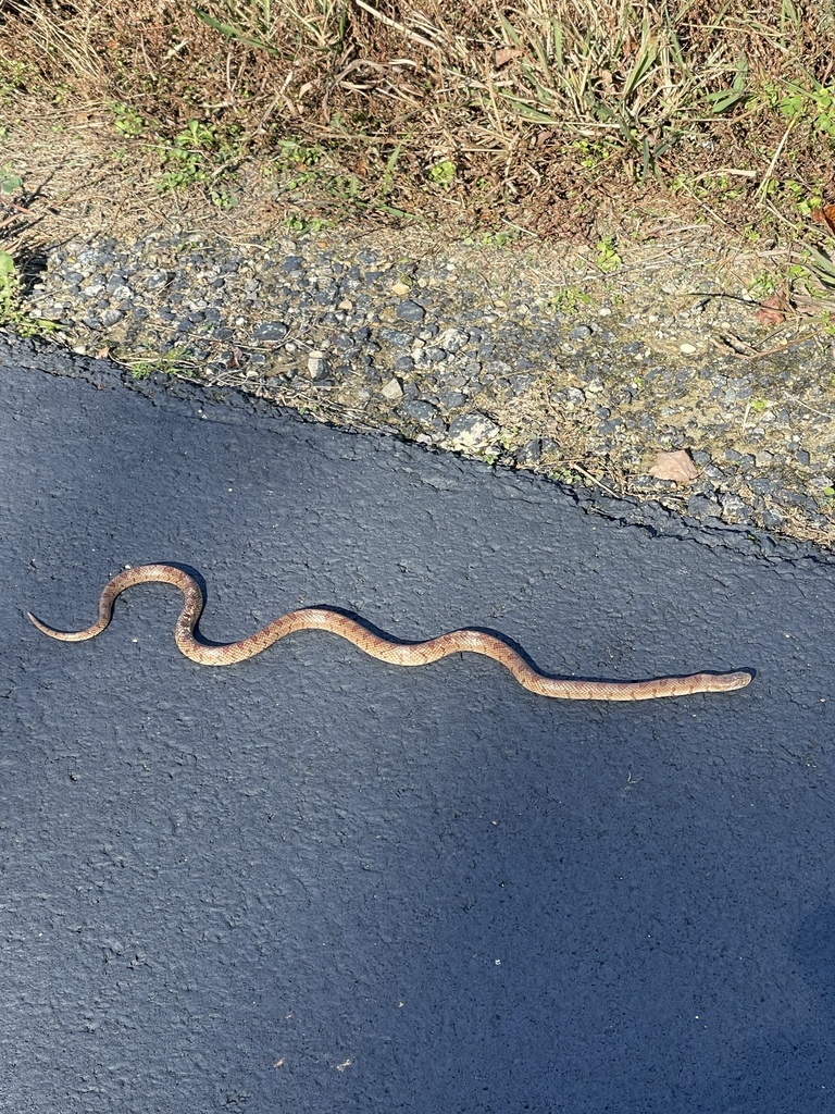 Mole Kingsnake from Virginia Capital Trail, Charles City, VA, US on ...