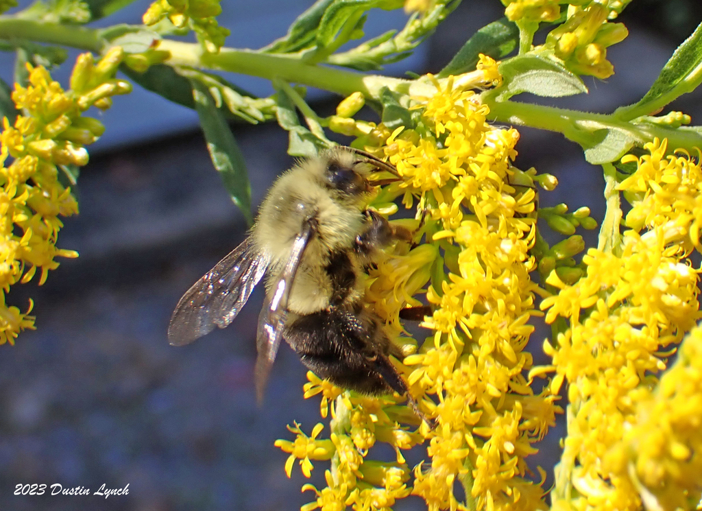 Common Eastern Bumble Bee from Lamarche Drive north of Chenal Valley