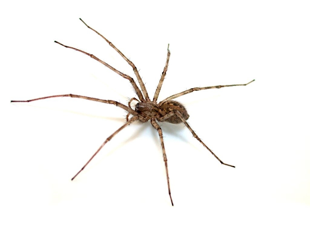 Cardinal Spider from 76829 Ranschbach, Deutschland on August 26, 2011 ...