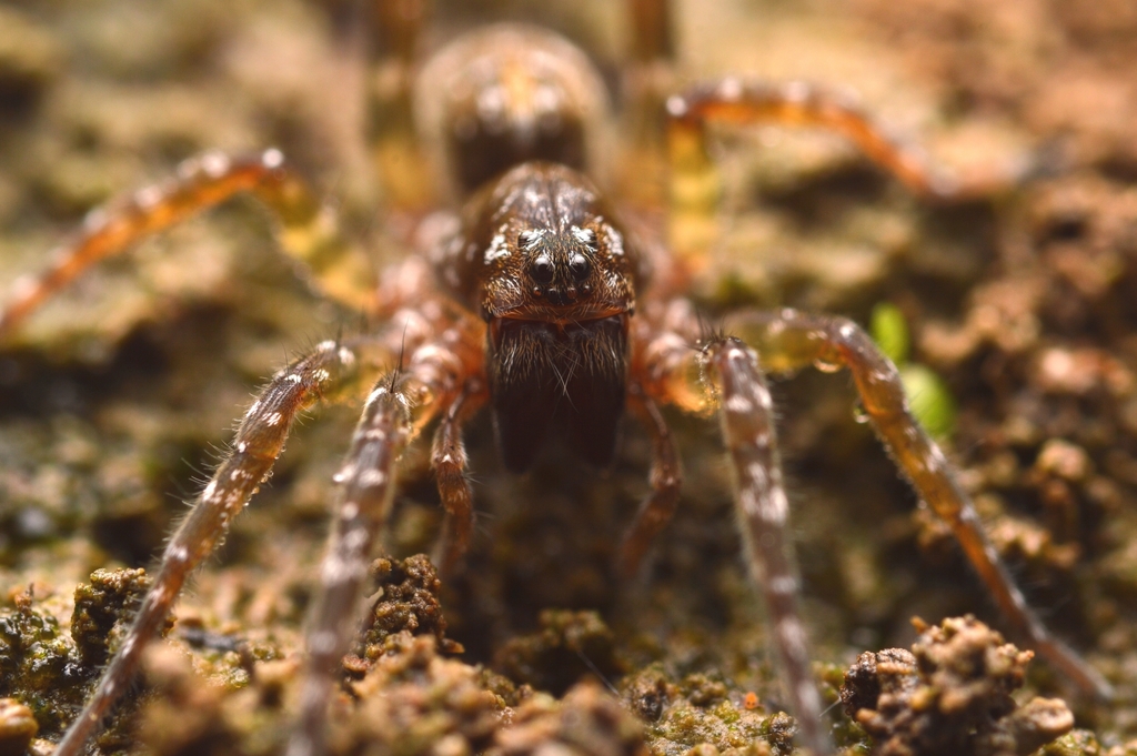 Bear Spiders from Yuen Long, HK on November 3, 2023 at 08:52 PM by ...