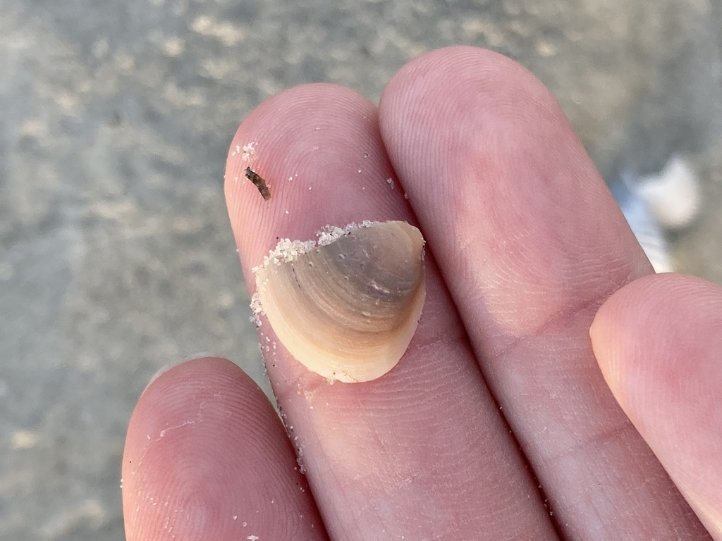Dwarf Surfclam from North Atlantic Ocean, SC, US on November 5, 2023 at