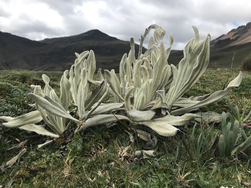 Senecio canescens image