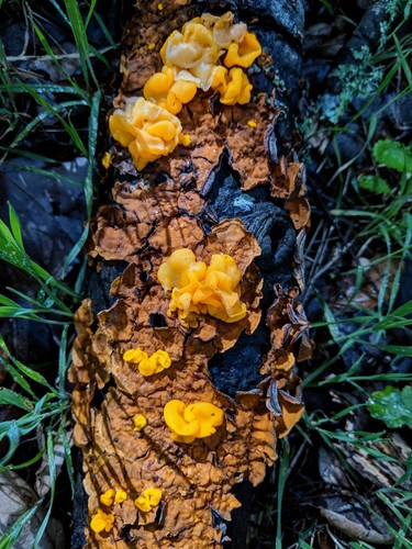 golden ear
