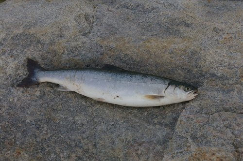 Arctic Char