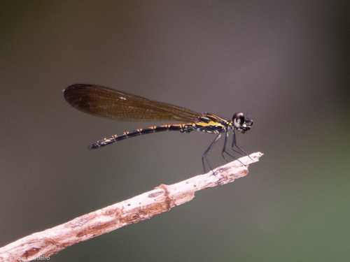 Rhinocypha spinifer
