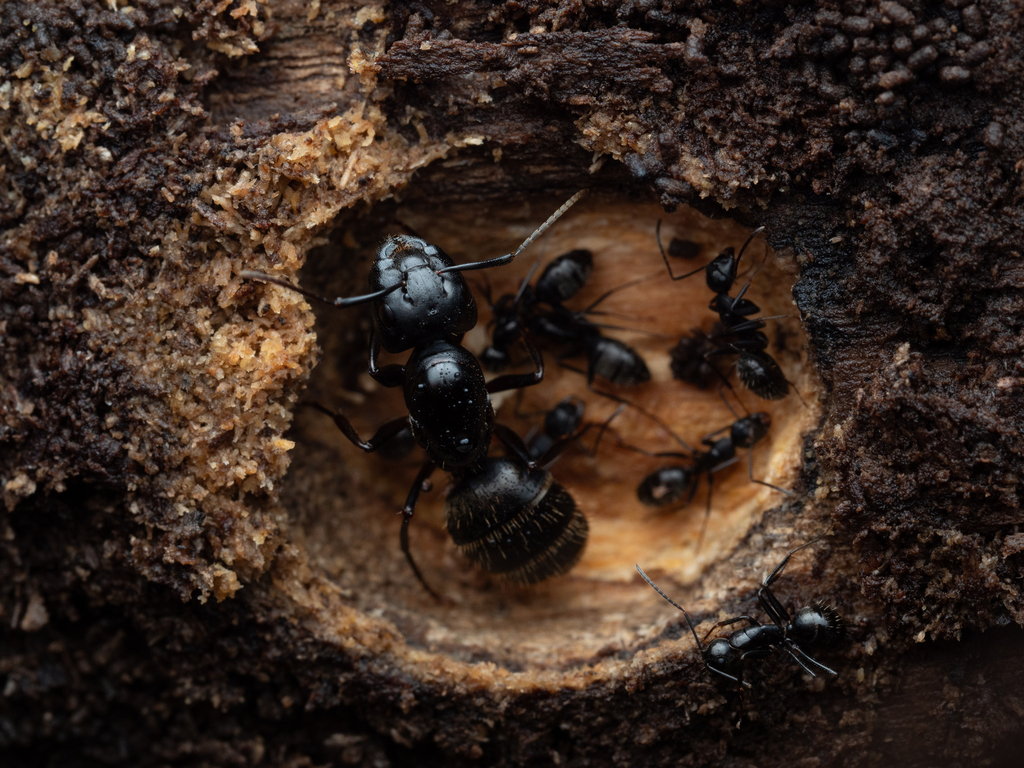 Eastern Black Carpenter Ant From Wauwatosa WI USA On November 3 2023 At 04 58 PM By Gokey